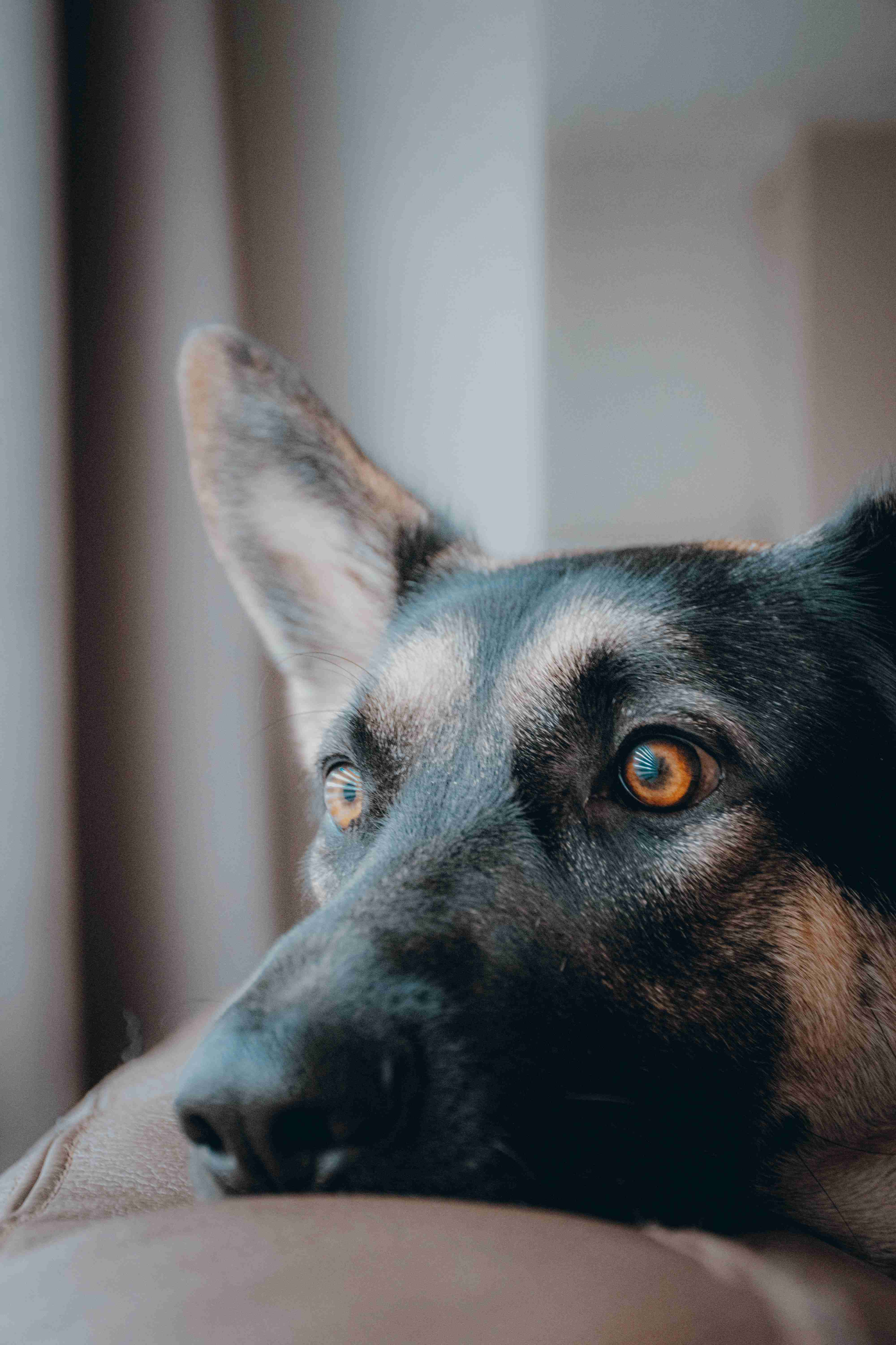 What is the best way to prevent separation anxiety in a rescue German shepherd?